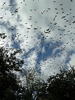 swarm-1